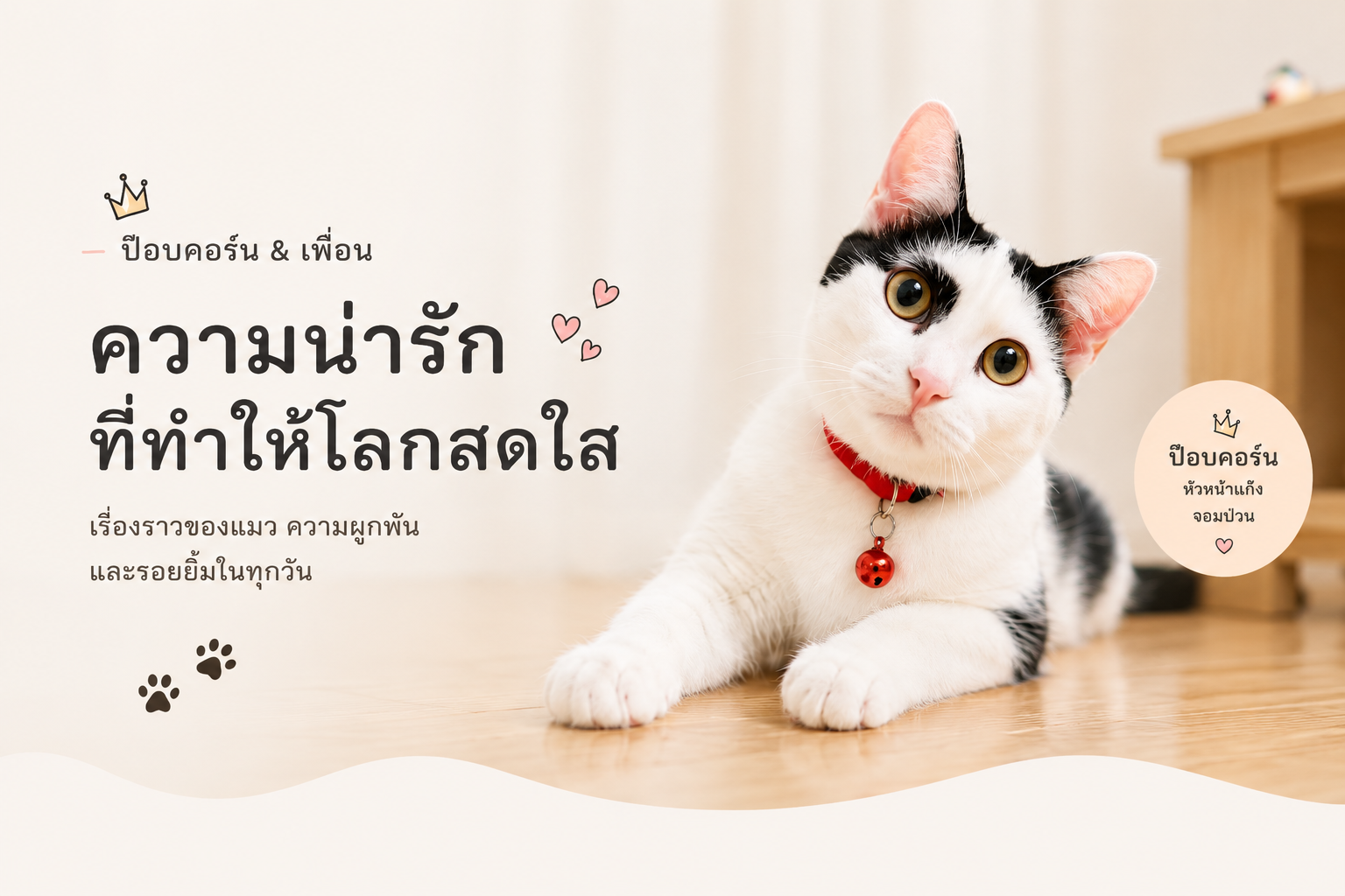 ป๊อบคอร์น แมวลายวัวนอนมองกล้อง